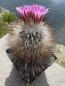 Preview: Gymnocactus beguinii